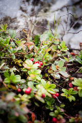 lingonberry taiga berry in a natural environment in the mountains