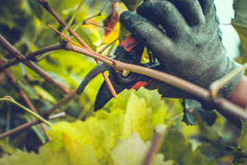 pruning grapes in autumn growing plants
