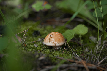 Fresh mushrooms in the forest after the rain