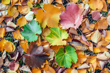 Obraz premium texture of autumn leaves background