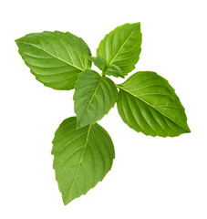 Green basil leaves