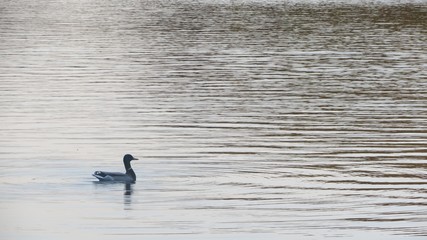 duck on lake