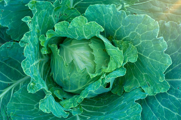 Obraz premium large cabbage with leaves and a ray of sun in the corner of the top view image