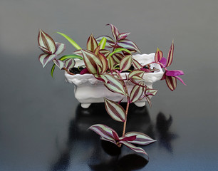 Tradescantia zebrina in a flower pot