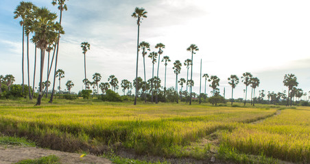 Sugar palm in rice field Landscape view in Thailand
