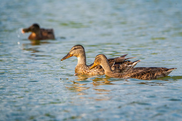 A flock of wild geese swims around the lake.