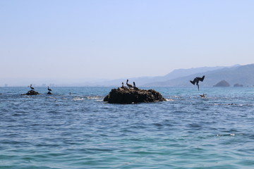 Seascape of pelicans at see diving for fish and resting on a rock in Puerto Vallarta, Mexico