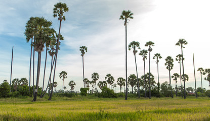 Sugar palm in rice field Landscape view in Thailand