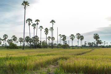 Sugar palm in rice field Landscape view in Thailand