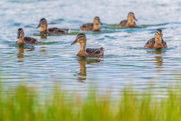 A flock of wild geese swims around the lake.
