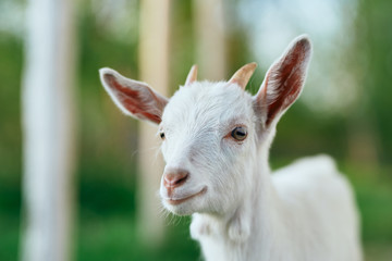 goat on green grass