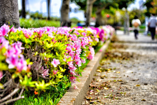 Azalea flowers on the sidewalk.