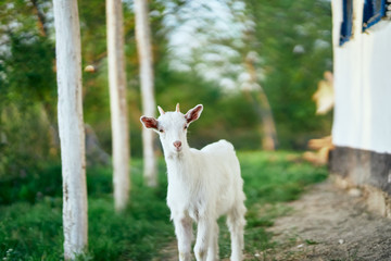 goat on a meadow