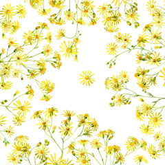 Fototapeta na wymiar Background of yellow watercolor flowers