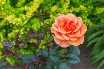 Bright orange rose.Pairing plants in yellow, orange and green colors. Combination of orange rose with yellow barberry. Concept of selection of plants for borders, for landscape design ideas in gardens