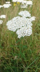 Hannover. Natur. Park.	