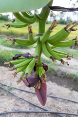 Banana Tree With Banana Blossom