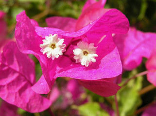 flor rosada con centro blanco