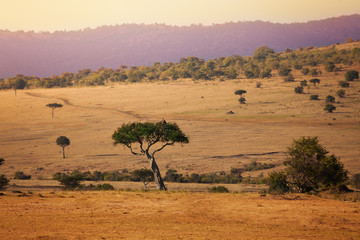 Obraz premium Savannah background Kenya Maasai Mara natural park