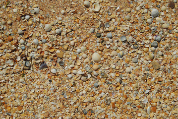 Sea shell sand texture. Summer beach background.