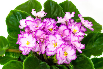 Pink Saintpaulia on a white background pink flowers