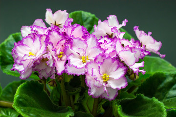 Pink Saintpaulia on a dark background pink flowers