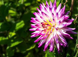 Fototapeta premium garden flowers