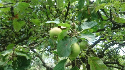 Hannover. Natur. Park.	