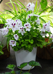 decorative and flowering indoor plants on the windowsill green plants and indoor flowers