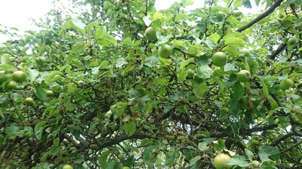 Hannover. Natur. Park.	