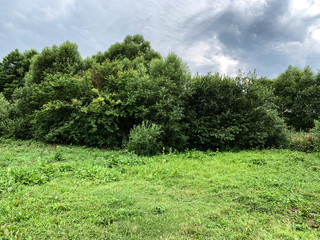 Green forest in ukrainian forest in summertime