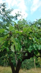 Hannover. Natur. Park.	