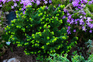 fir, evergreen conifers in landscape design in the botanical garden.