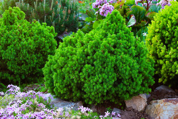 spruce, evergreen spruce in landscape design in the botanical garden.