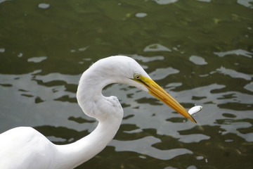 Egret with a shiner