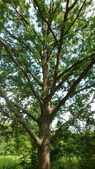 Hannover. Natur. Park.	