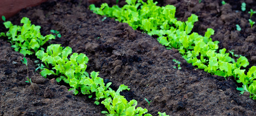 Fresh leaves of green lettuce salad growing in soil in garden. Growing organic vegetables.