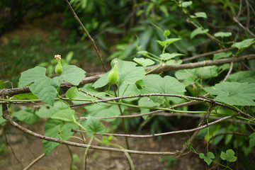 Momordica dioica - Indian Kokado or Kokaro Vegetable Plant Flower Leaves