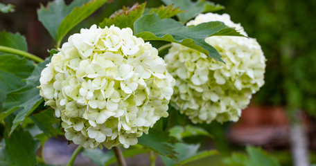 Blooming viburnum in the garden, floral white balls on a bush of viburnum. Landscaping.