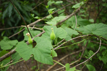 Fototapeta na wymiar Momordica dioica - Indian Kokado or Kokaro Vegetable Plant Flower Leaves