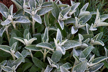 Stachys Byzantina or Woolly hedgenettle or Stachys lanata or Stachys olympica ornamental perennials in the garden