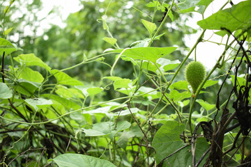 Momordica dioica - Indian Kokado or Kokaro Vegetable Plant Flower Leaves