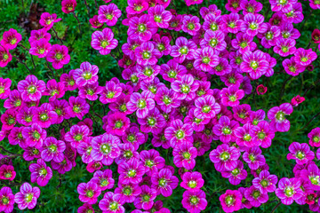 Floral background of pink flowers of saxifrage, spring blooming of saxifrage, small pink flowers