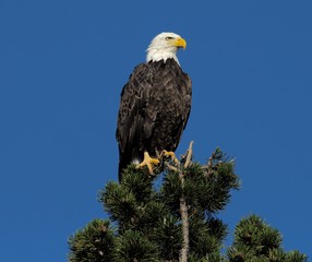 Bald Eagle 2