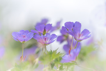 Fototapeta premium Lila Storchschnabel Blüten auf hellem Hintergrund