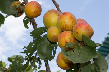 ripe and juicy apricots on a branch