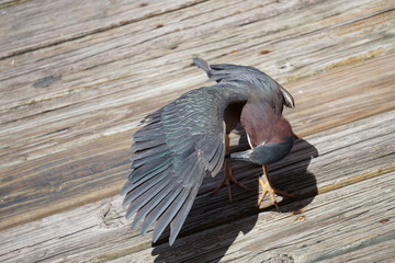 A Green heron cleaning him self on a dock in John's Pass, Florida
