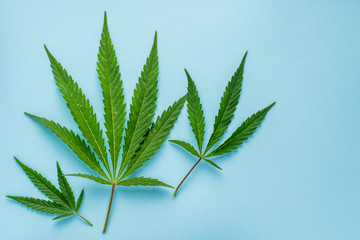 Fresh leaves of hemp on a blue background with copy space. Top view.