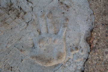 photo imprint of a human hand and dog paw