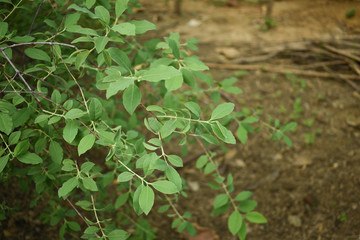 Indian Sandalwood, Santalum album leaves and branches Left side aligned